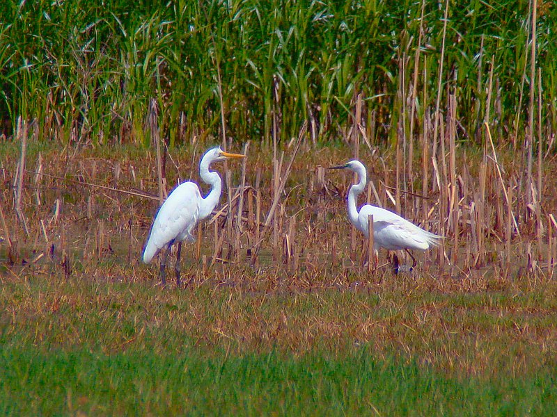4575_Great_Egrets_non-breeding_and_breeding_plumages.JPG