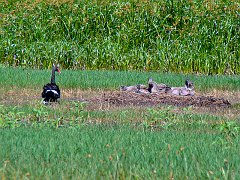 4564_Black_Swan_at_the_nest