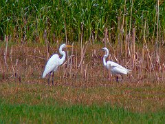 4575_Great_Egrets_non-breeding_and_breeding_plumages