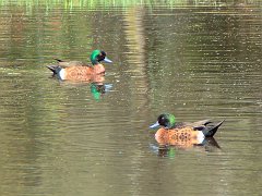 4593_Male_Chestnut_Teal