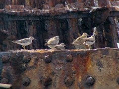 4632_Grey-tailed_Tattlers_and_Pacific_Golden_Plover