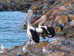 4644_Australian_Pelicans