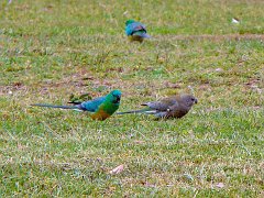 4651_Male_and_female_Red-rumped_Parrots