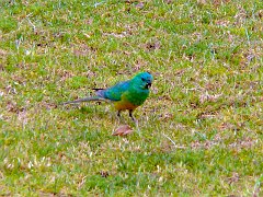4652_Male_Red-rumped_Parrot