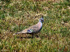 4895_Crested_Pigeon