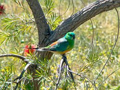 4906_Male_Red-rumped_Parrot