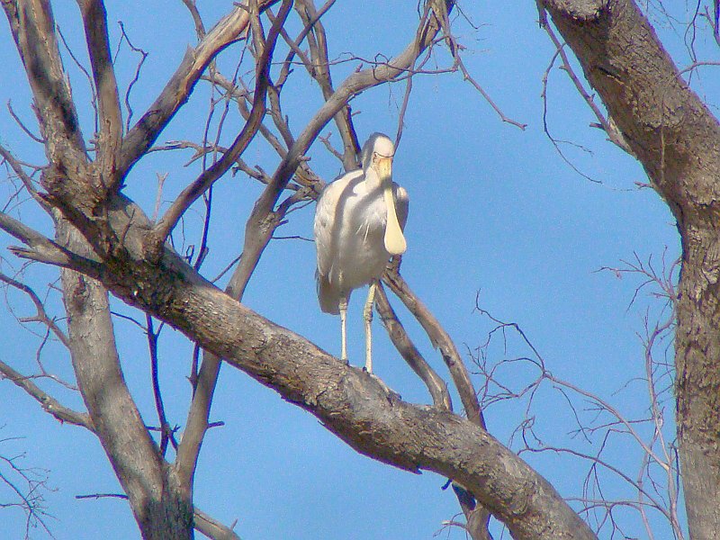 0410_Yellow-billed_Spoonbill_22X.JPG