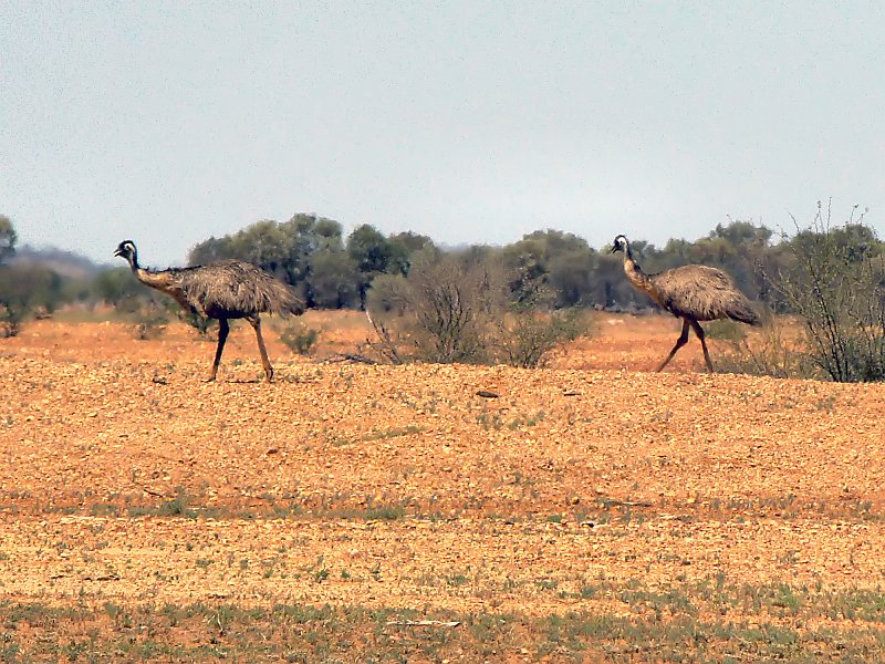 0594_Emus.JPG