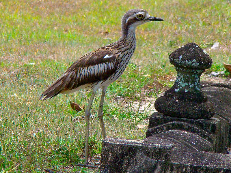 0800_Bush_Stone-curlew.JPG