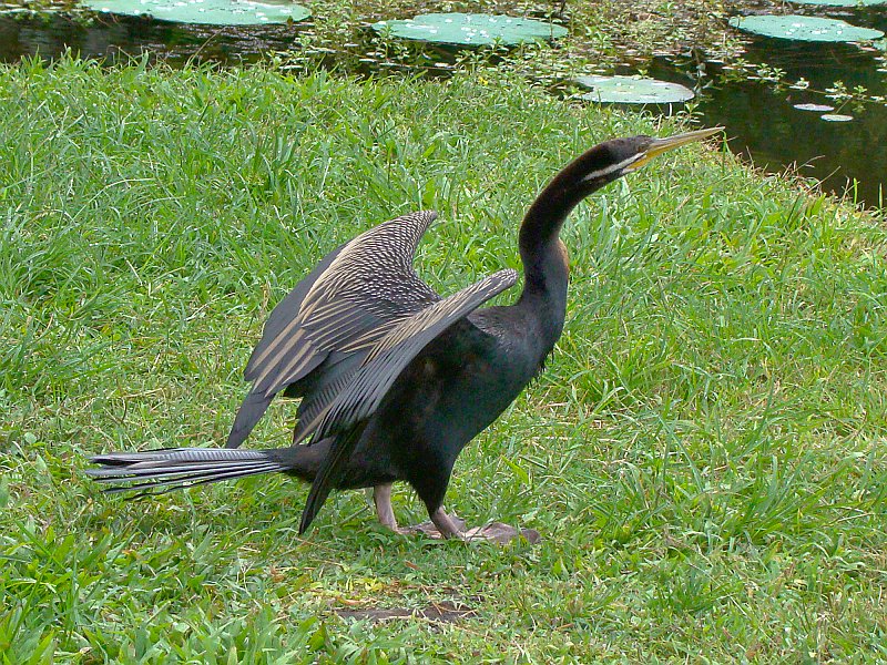 0831_Male_Darter.JPG