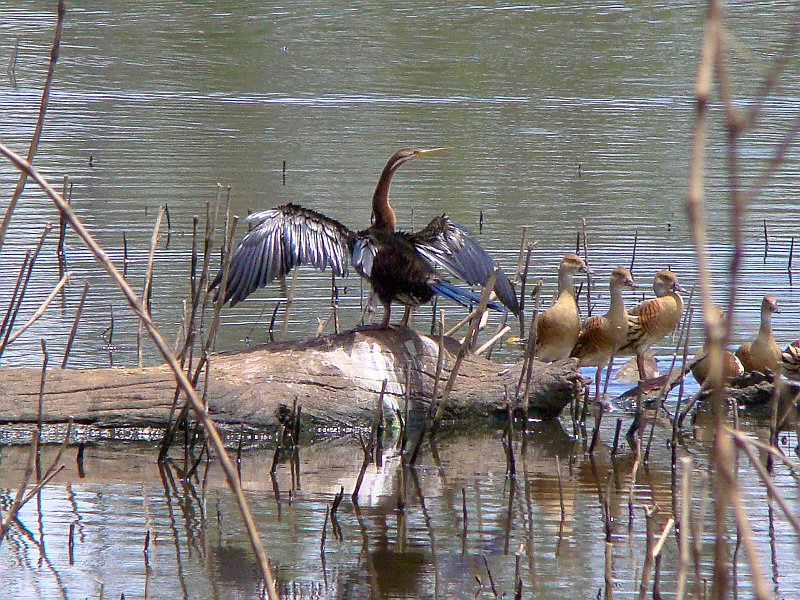 1226_Male_Darter_drying_wings.JPG