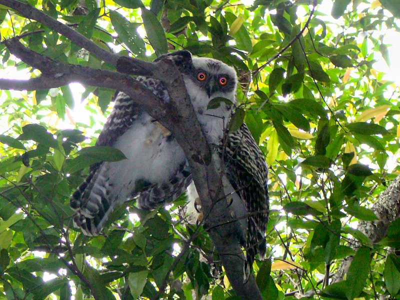 4321_Immature_Powerful_Owls.JPG