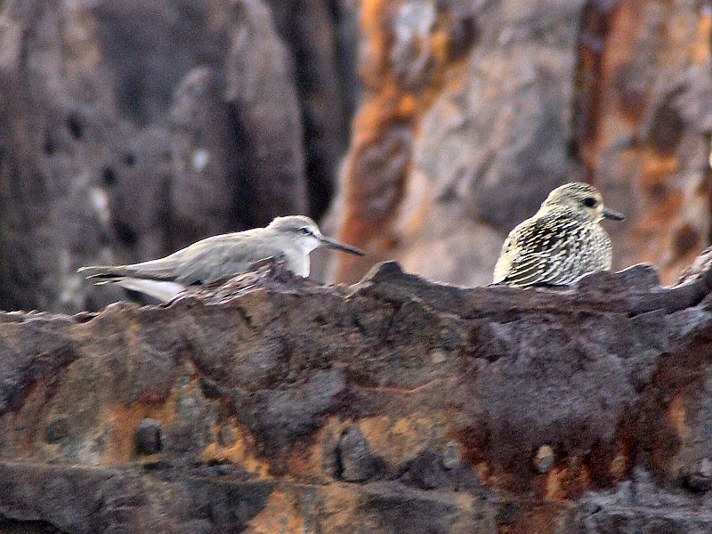 4620_Grey-tailed_Tattler_and_Pacific_Golden_Plover.JPG