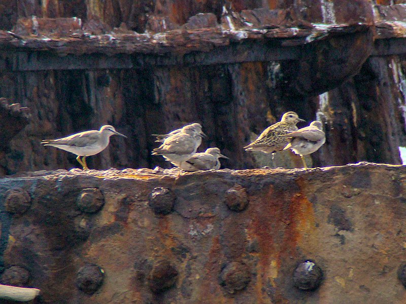 4632_Grey-tailed_Tattlers_and_Pacific_Golden_Plover.JPG