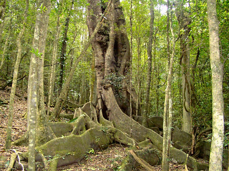 4699_Roots_of_very_old_Strangler_Fig_tree.JPG