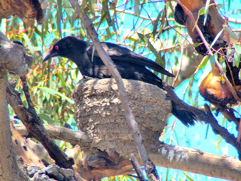 5598_White-winged_Chough_getting_onto_nest.JPG