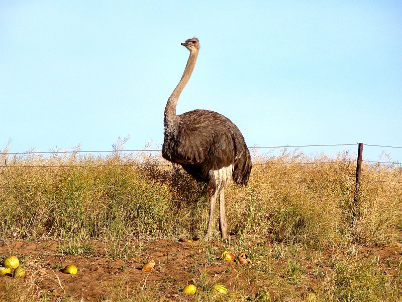 5622_Ostrich.JPG