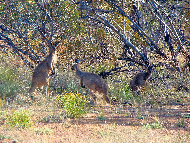 5755_Kangaroos.JPG