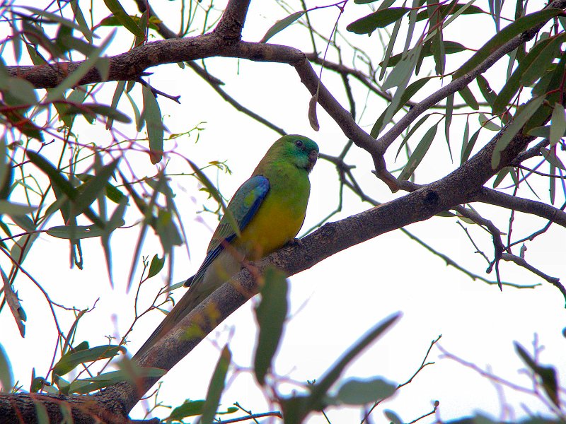 5779_Male_Red-rumped_Parrot.JPG