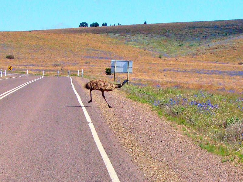 5906_Papa_Emu_crosses_the_road.JPG