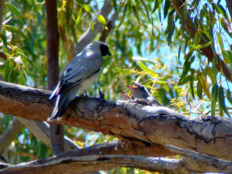 6119_Black-faced_Cuckoo-shrike_at_nest.JPG