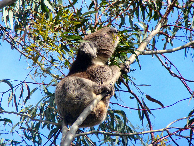 6433_Eating_eucalyptus_leaves.JPG