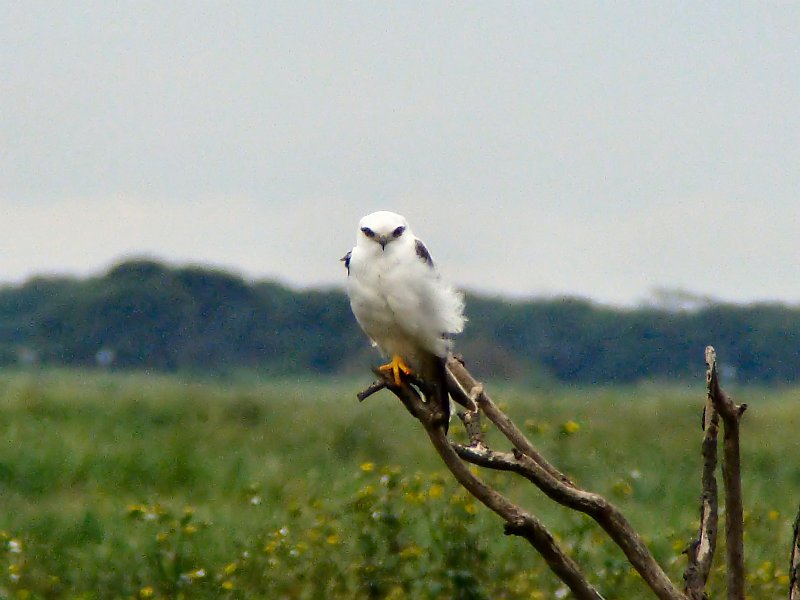 6748_Black-shouldered_Kite.JPG