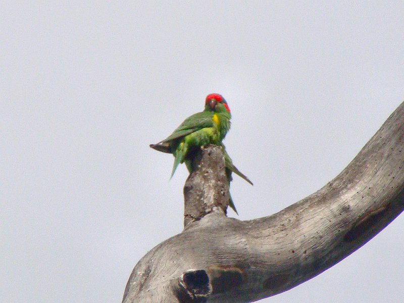 6891_Musk_Lorikeet.JPG