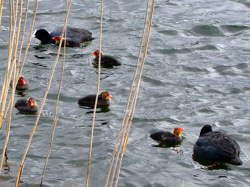 2146_Coots_with_chicks.JPG